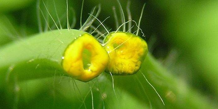 jugo de hierba celidonia de papilomas
